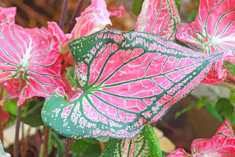 Caladium, Angel Wings, Shade Plant, White leaves, White Foliage,Fancy Caladium, Fancy-Leafed Caladium, Pink leaves, Pink Foliage, Red leaves, Red Foliage