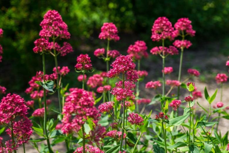 Centranthus Ruber, Red Valerian, Spanish Valerian, Spur Valerian, Jupiter's Beard, Kiss-me-quick, Pretty Betsy, Fox's Brush, German Lilac, red flowers, prink flowers, perennial plant