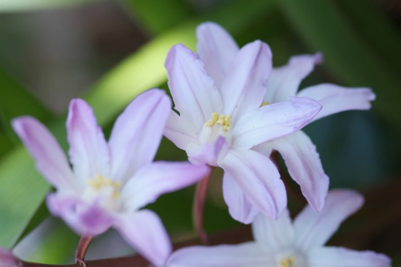 Chionodoxa Pink Giant, Glory of the Snow Pink Giant, Chionodoxa forbesii, Chionodoxa Luciliae, Chionodoxa Gigantea, Spring bulbs, Early Spring bloom, Late winter bloom
