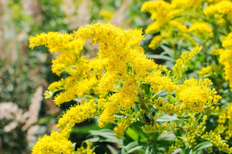 Solidago Rugosa 'Fireworks', Rough Goldenrod', Rough-Stemmed Goldenrod, Wrinkle-Leaf Goldenrod, Fall perennials, Fall Flowers, Yellow flowers, goldenmosa, gloden fleece, golden baby