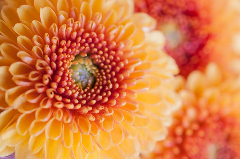 Chrysanthemum, Garden Mum, Florist's Mum, Hardy Garden Mum, Dendranthema, Fall flowers, Fall Perennials