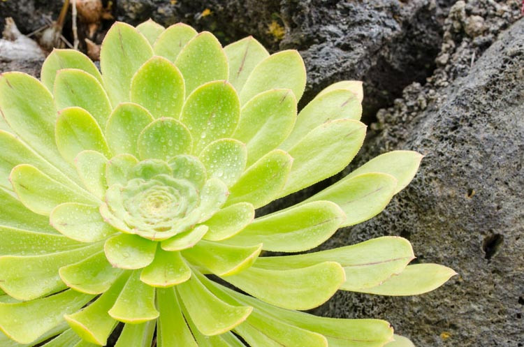 Aeonium, Tree Houseleek, Aeonium tabuliforme, Aeonium smithii,Aeonium arboreum, Aeonium valverdense, Aeonium canariense, Aeonium Sunburst, Aeonium Kiwi, Aeonium Zwartkop,Aeonium Schwartzkopf,