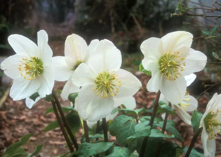 Helleborus Niger, Christmas Rose, Bear's Foot, Black Hellebore, Brumal Rose, Christmas Plant, Christopher's Herb, Christ's Herb, Clove-Tongue, St Agnes' Rose, White Hellebores