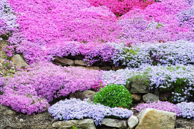 Border Phlox, Fall Phlox, Garden Phlox, Perennial Phlox, Summer Phlox,Phlox Paniculata, Phlox subulata, Phlox divaricata, Phlox stolonifera