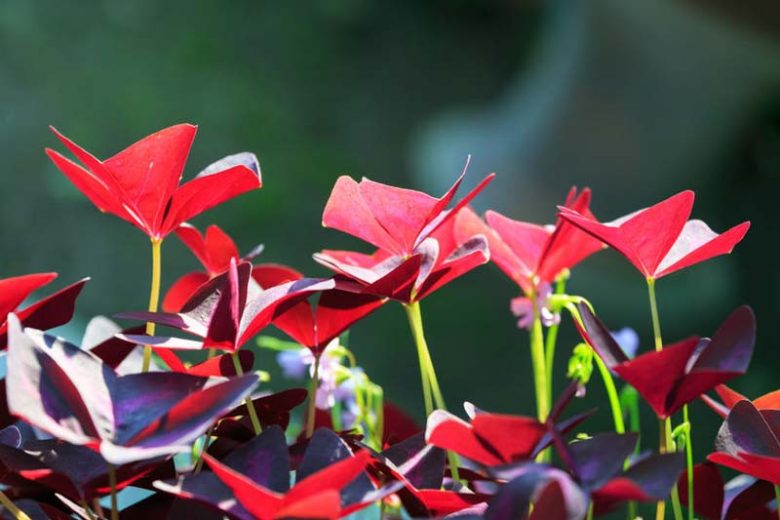 Oxalis triangularis subsp. papilionacea, Purple Shamrock, False Shamrock, Oxalis regnellii, Oxalis regnellii 'Brazilian Butterfly', Pink flowers, Purple Foliage, Love Plant, Luck Plant
