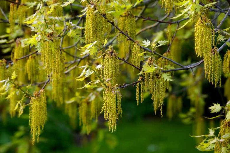 Quercus robur, English Oak, Common Oak, Black Oak, French Oak, Pedunculate Oak, Polish Oak, Slavonian Oak, Quercus pedunculata, Tree with fall color, Fall color, Attractive bark Tree