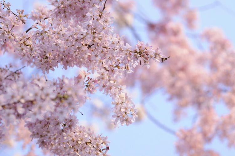 Cherry Blossom, Cherry Tree, Flowering Cherry, Prunus