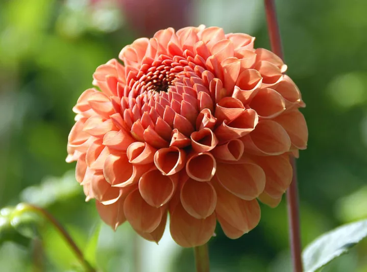 Dahlia Cornel Bronze,Cornel Bronze Dahlia, Ball Dahlias, Orange Dahlias, Dahlia Tubers, Dahlia Bulbs, Dahlia Flower, Dahlia Flowers, summer bulbs