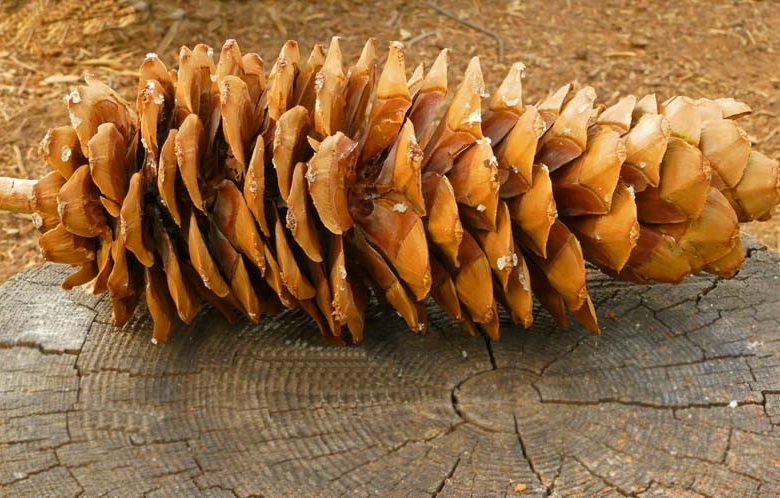 Pinus lambertiana, Sugar Pine, Big Sugar Pine, Great Sugar Pine, Evergreen Conifer, Evergreen Shrub, Evergreen Tree,