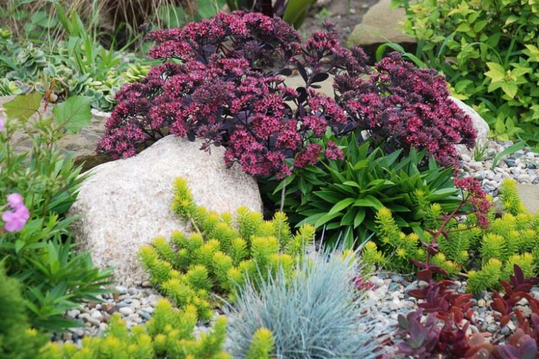 Sedum SUNSPARKLER® 'Plum Dazzled', Sedum 'Plum Dazzled', SUNSPARKLER® Series, Red Sedum, Red Succulent, Burgundy Sedum, Burgundy Succulent