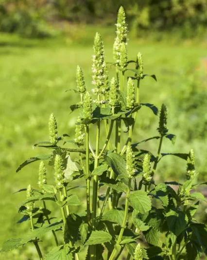 Agastache nepetoides, Yellow Giant Hyssop, White Agastache, White Hyssop, White Korean Mint