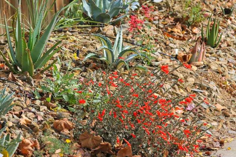 Zauschneria californica 'Calistoga', California Fuchsia  'Calistoga', Zauschneria cana 'Calistoga', Zauschneria 'Calistoga', Epilobium californicum 'Calistoga', Epilobium canum 'Calistoga'