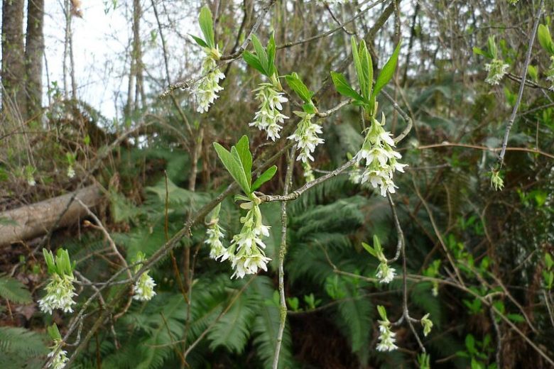 Oemleria cerasiformis, Indian Plum, Oso Berry, Oregon Plum, Osmaronia cerasiformis, Nuttallia cerasiformis,  White Flowers, Red Berries, California Native Plants,  California Native Shrubs