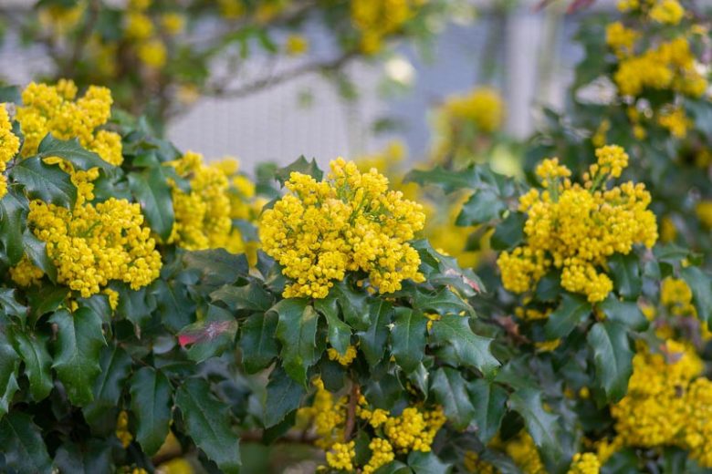 Oregon Grape Holly, Oregon Grape, Hollyleaved Barberry, Tall Oregon Grape, Hollyleaf Barberry