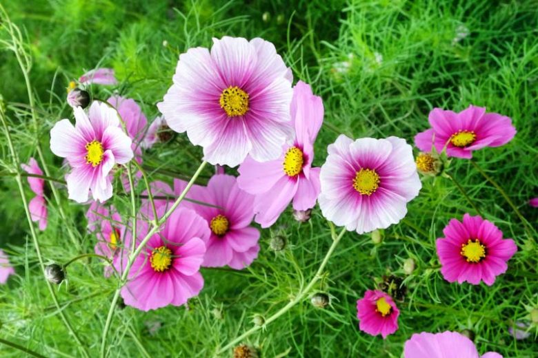 Cosmos flower, Cosmos bipinnatus Daydream