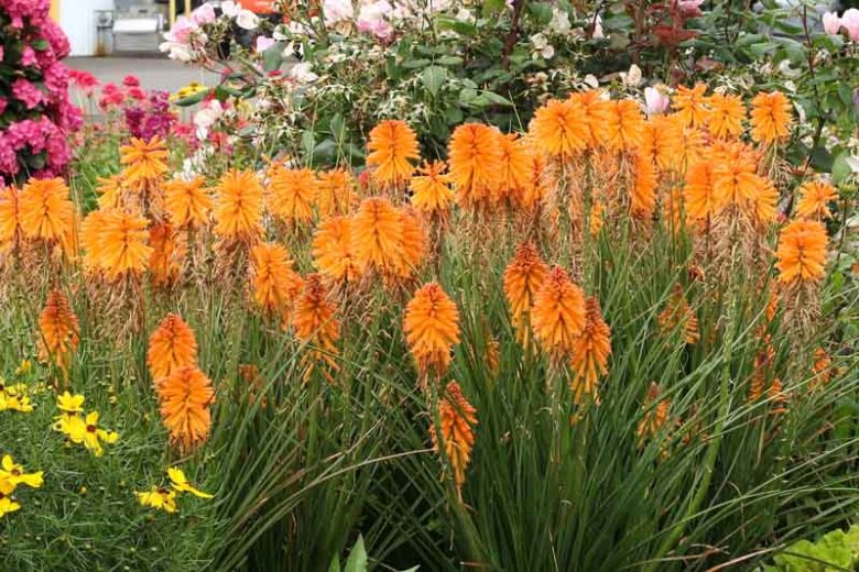 Kniphofia Poco Orange, Red Hot Poker Poco Orange, Poker Plant Poco Orange, Torch Lily Poco Orange, Tritoma Poco Orange, Kniphofia 'Tnknipo', Poco Series, Orange flowers, Orange Kniphofia, Orange Red Hot Poker, Orange Poker Plant, Orange Torch Lily