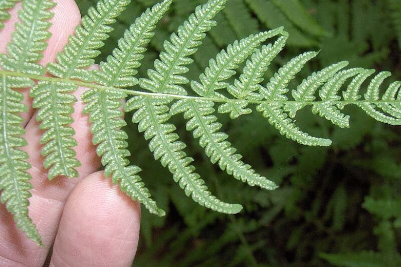 Thelypteris noveboracensis,New York Fern, Tapering Fern, Dryopteris noveboracensis, Parathelypteris noveboracensis, Polypodium noveboracense, Shade plants, shade perennial, plants for shade