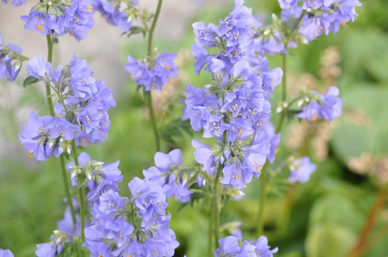 Polemonium, Jacob's Ladder, American Great Valerian, Charity, Great Valerian, Ladder to Heaven, Make-Bate, Shade Perennials, Blue Flowers