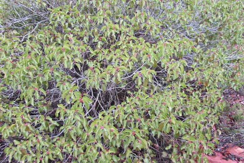 Rhus ovata, Sugar Sumac, Sugarbush, Sugar Bush
