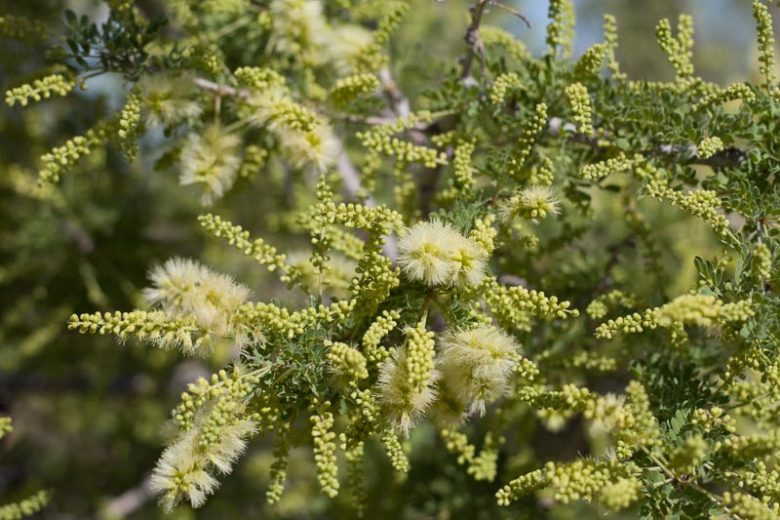 Senegalia greggii, Gregg Acacia, Gregg Catclaw Acacia, Texas Catclaw Acacia, Acacia greggii,, Evergreen Tree, Evergreen Shrub, Yellow Flowers, Fragrant Shrub, Fragrant Tree
