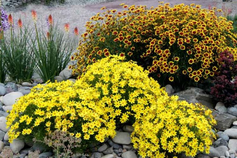 Coreopsis 'Citrine', Tickseed Citrine, Drought tolerant plants, Yellow coreopsis, Drought tolerant flowers, Summer flowers