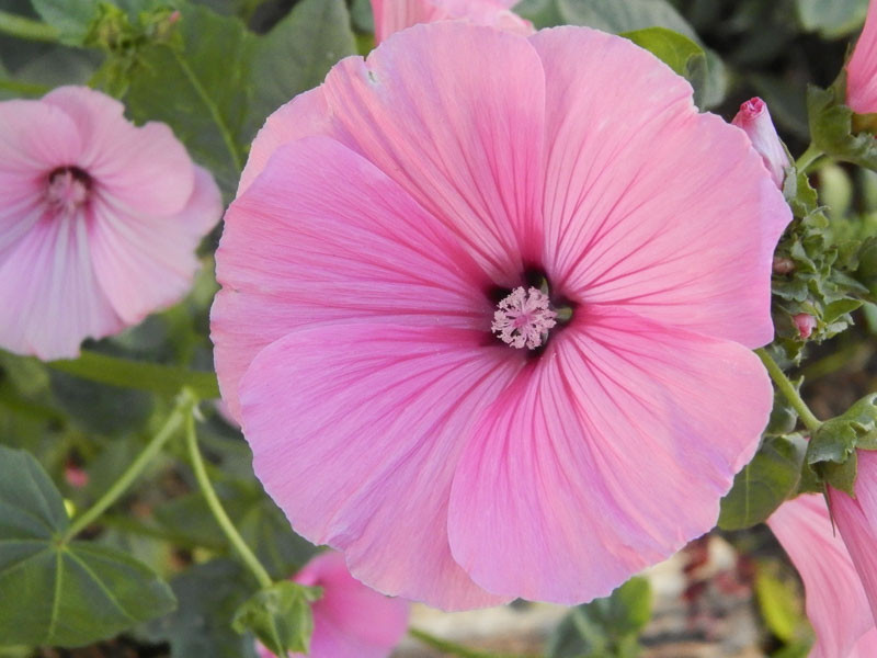 Lavatera, Tree Mallow, Tree Mallow, Lavatera Bicolor, Lavatera maritima, Lavatera clementii, Summer flowers
