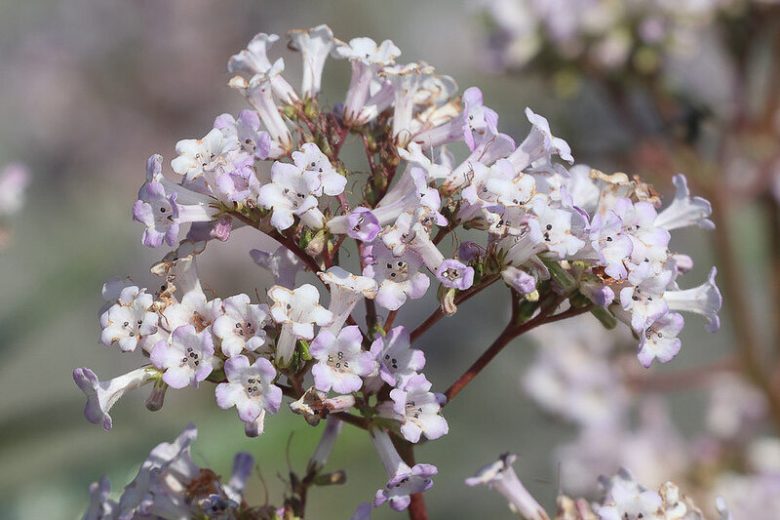Eriodictyon californicum, California Yerba Santa, evergreen shrub, California Native Plant, California Native Shrub,