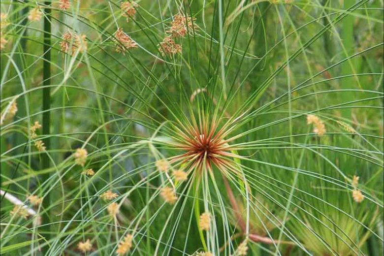 Cyperus papyrus, Papyrus, Egyptian Paper Reed, Egyptian Paper Rush,  Paper Reed, Indian Matting Plant, Nile Grass, Aquatic Perennial, Pond Plant