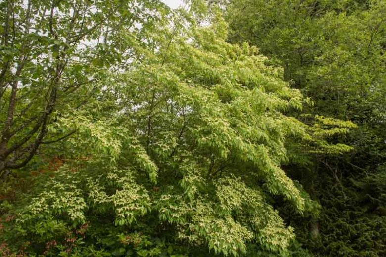 Cornus kousa var. chinensis 'China Girl', Chinese Dogwood 'China Girl', Chinese Kousa Dogwood, Cornus kousa 'China Girl', Deciduous Shrubs, Foliage, Fall color, Winter color, shrub with berries, Flowering tree, red fruits
