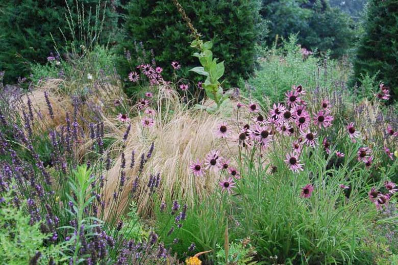 Tennessee Coneflower, Echinacea Tennesseensis, Tennessee Coneflower, Tennessee Purple Coneflower, Echinacea angustifolia var. tennesseensis