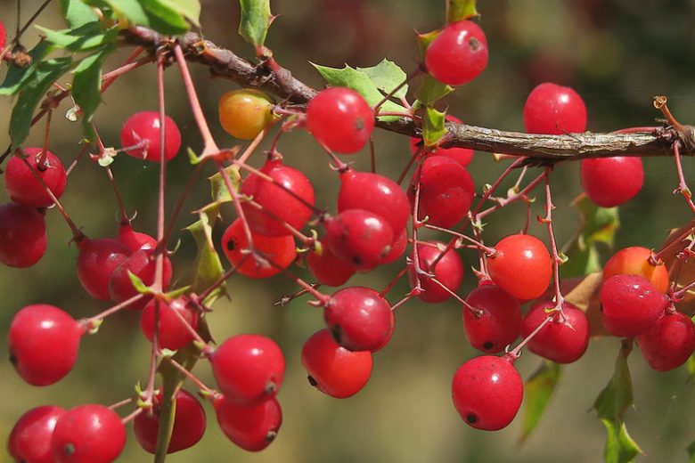 Berberis Koreana, Nevin's Barberry, Mahonia nevinii, Odostemon nevinii, Berries, Shrub with Berries, Evergreen Shrub, Red Berries, Flowering Shrub