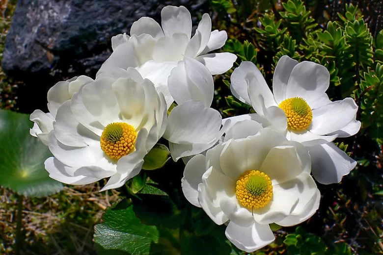 Ranunculus lyallii, Giant Buttercup, Mountain Buttercup, Mount Cook Buttercup, Mount Cook Lily, White Flowers, New Zealand Native