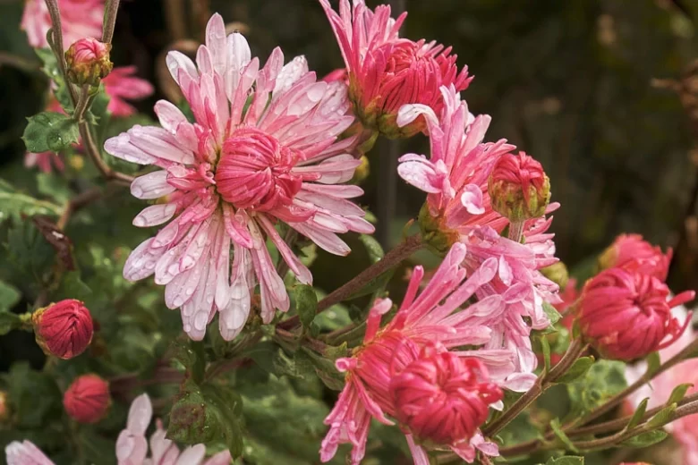 Chrysanthemum 'Emperor of China', Garden Mum 'Emperor of China', Florist's Mum 'Emperor of China', Hardy Garden Mum 'Emperor of China', Dendranthema 'Emperor of China', Dendranthema 'Cottage Pink', Chrysanthemum 'Cottage Pink', Pink Fall Flowers