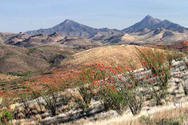 Fouquieria splendens, Ocotillo,  Desert Shrub, Mediterranean shrubs, Evergreen Shrubs, Red flowers,  drought tolerant flowers
