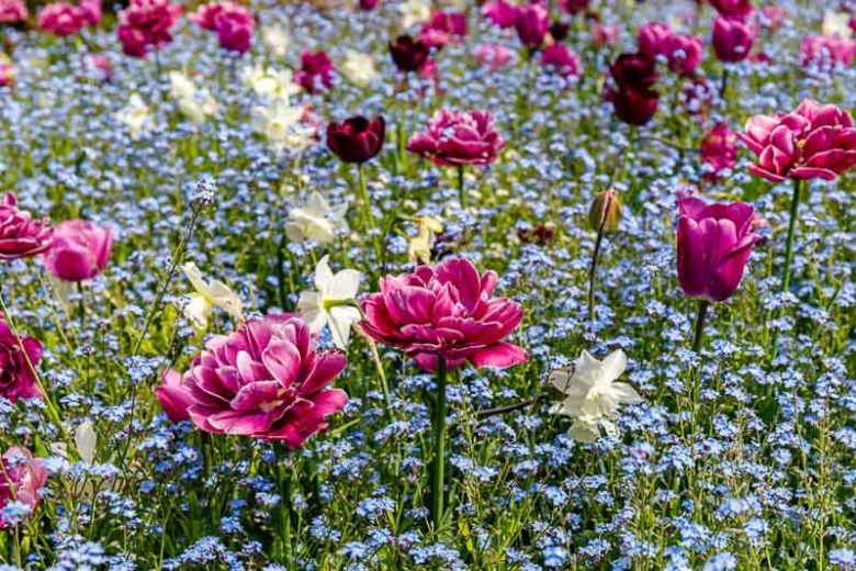 Tulipa Dream Touch,Tulip 'Dream Touch', Double Late Tulip 'Dream Touch', Double Late Tulips, Spring Bulbs, Spring Flowers, Tulipe Dream Touch, Purple Tulips, Tulipes Doubles Tardives