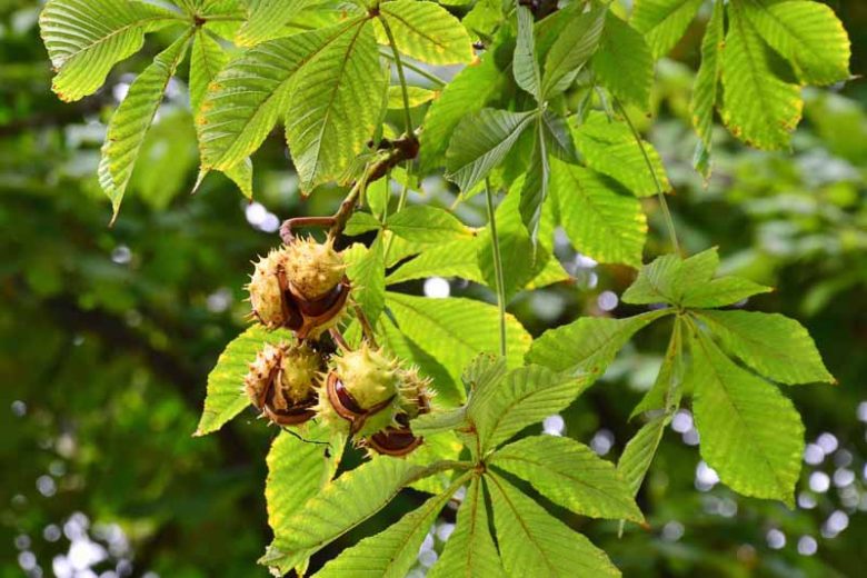 Aesculus hippocastanum, Horse Chestnut, Common Horse Chestnut, White Flowers, Chestnut