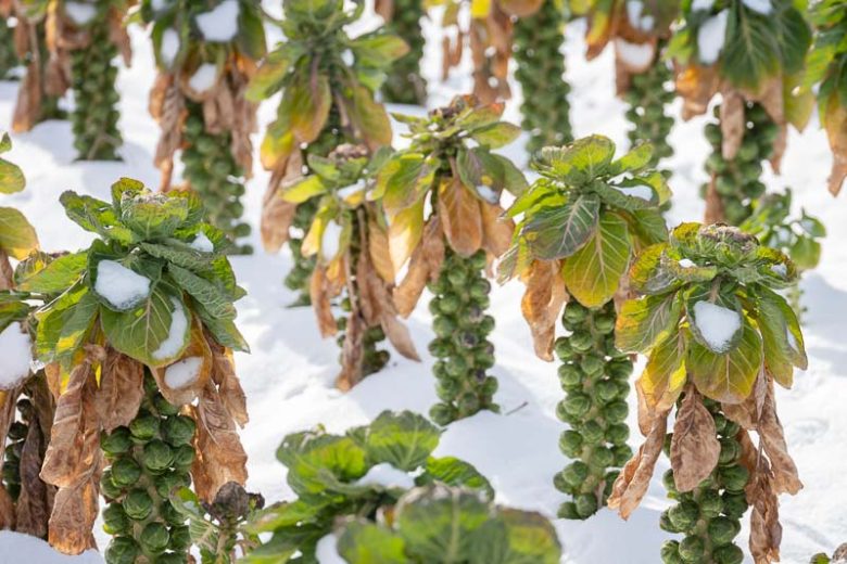 Brassica oleracea Gemmifera, Brussels Sprouts,  Brassica oleracea var. gemmifera