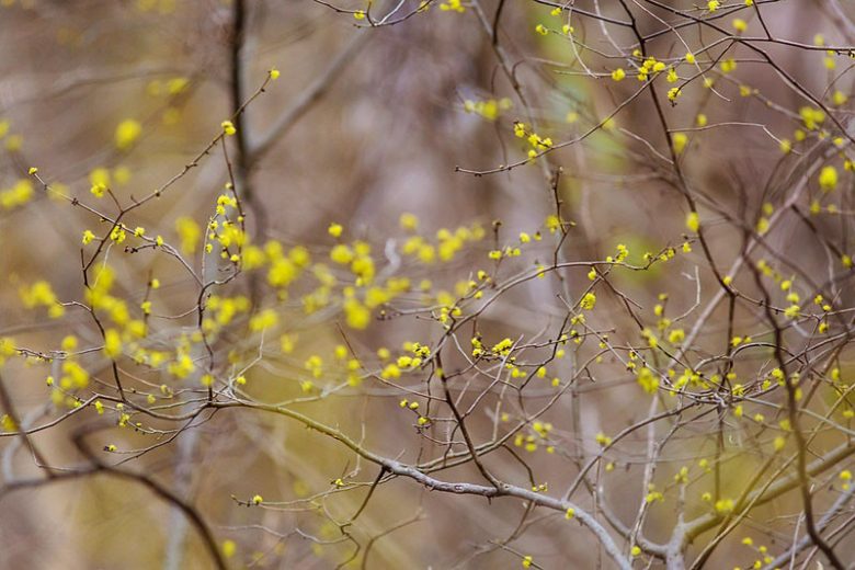 Lindera benzoin, Northern Spicebush, Spice Bush, Spicebush, Wild Allspice, Yellow Flowers, Red Berries