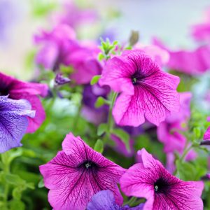 Petunia, Grandiflora petunia, Multiflora petunia, Wave petunia,  Spreading petunia, Dwarf petunia, Specialty petunia, Easy Wave petunia