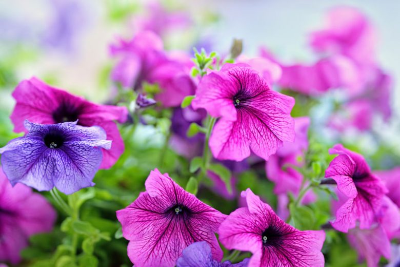 Petunia, Grandiflora petunia, Multiflora petunia, Wave petunia,  Spreading petunia, Dwarf petunia, Specialty petunia, Easy Wave petunia
