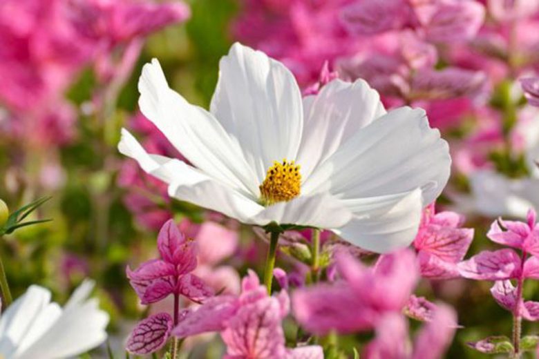 Cosmos Sonata White, Mexican Aster Sonata White, Cosmos Bipinnatus Sonata White, Cosmos Sonata Blanc, White Cosmos, White Flowers