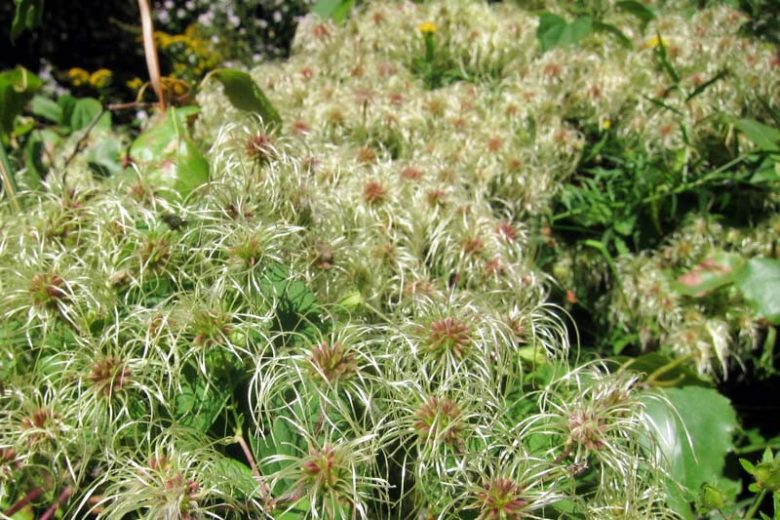 Clematis ligusticifolia, Western White Clematis, Virgin's Bower, Pepper Vine, Hierba De Chivo, White clematis, disease resistant clematis