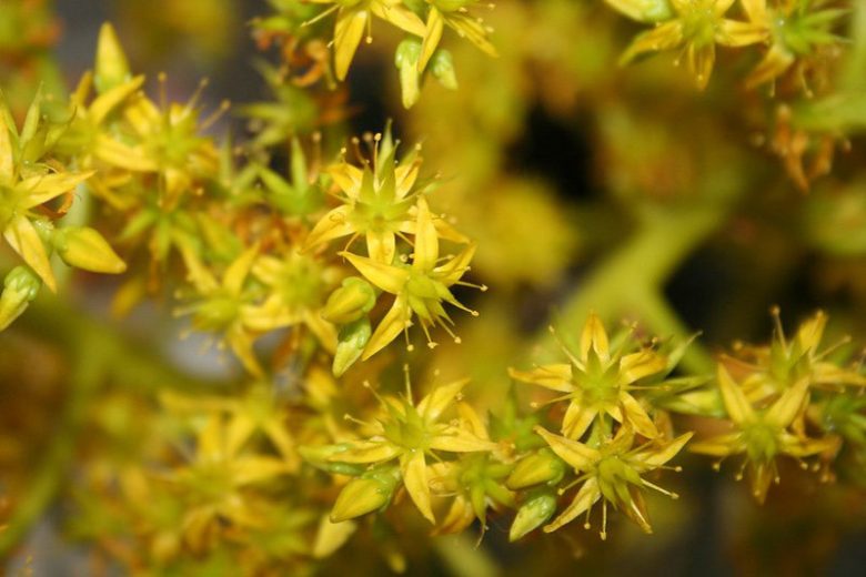 Sedum acre, Biting Stonecrop, Wall Pepper, Bird's Bread, Common Stonecrop, Country Pepper, Creeping Charlie, Creeping Jack, Ginger, Gold Dust, Golden Moss, Jack of the Buttery, Love and Tangle, Prick-Madam, Pricket, Tangle Tail, Wall Moss, Wall Paper