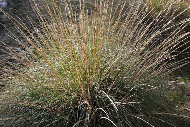 Muhlenbergia rigens, Native Grass