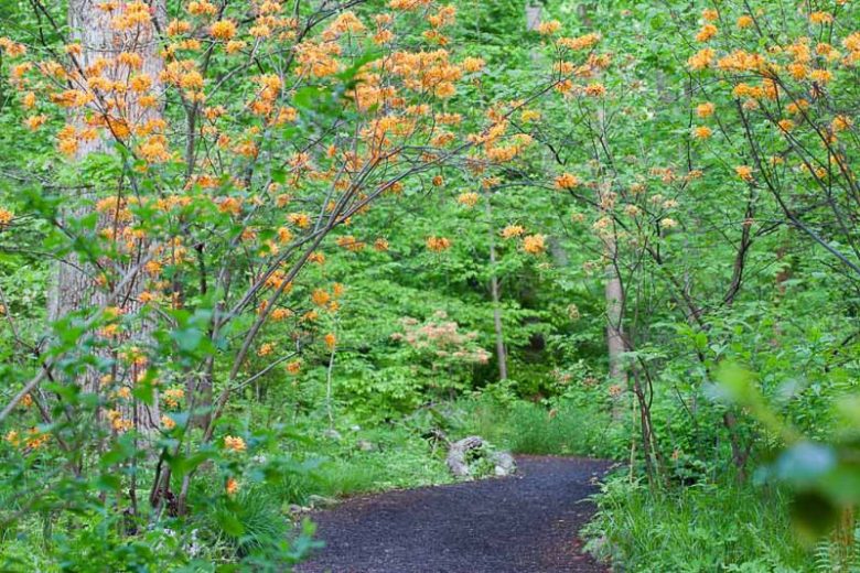 Rhododendron Austrinum, Florida Flame Azalea, Southern Yellow Azalea, Honeysuckle Azalea, Orange Azalea, Early Midseason Azalea, Fragrant Azalea, Fragrant Rhododendron, Yellow Azalea, Yellow Rhododendron, Yellow Flowering Shrub
