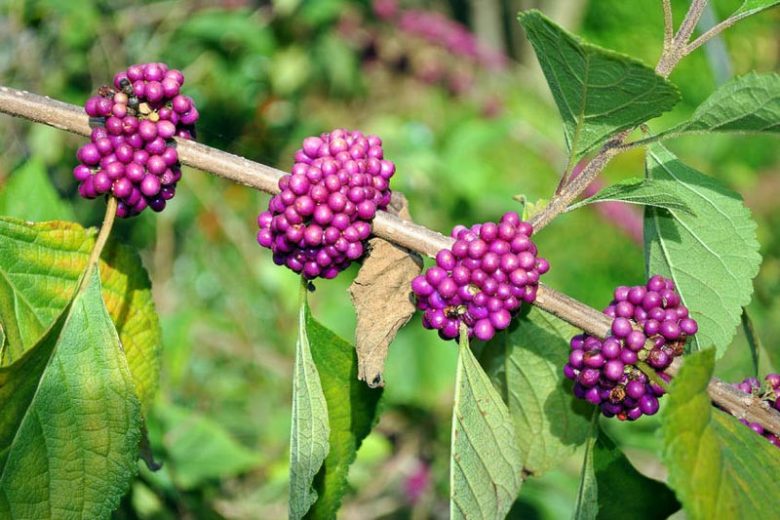 Callicarpa Americana, American Beautyberry, French Mulberry, Purple Berries, Shrub with berries, flowering shrub,
