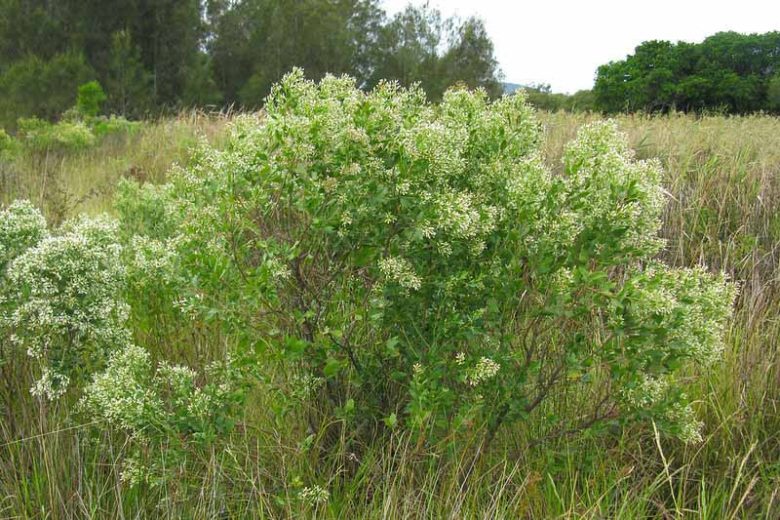 Baccharis halimifolia, Groundsel Tree, Sea Myrtle, Consumption weed, Eastern Baccharis, Groundsel, Groundsel Bush, Salt Marsh Eelder, Salt Bush, Florida Groundsel Bush