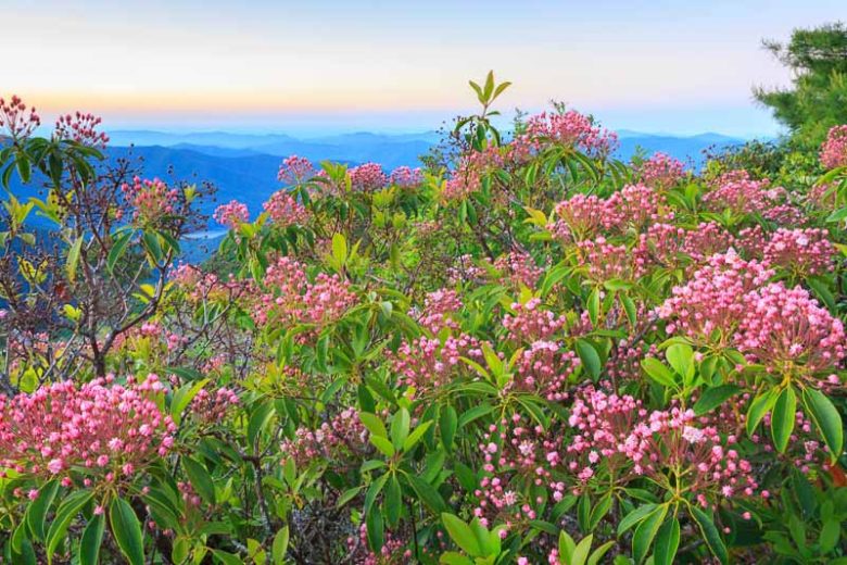 Kalmia Latifolia, Mountain Laurel, Calico Bush, Spoonwood Tree, Flowering shrub, evergreen shrub, pink flowers