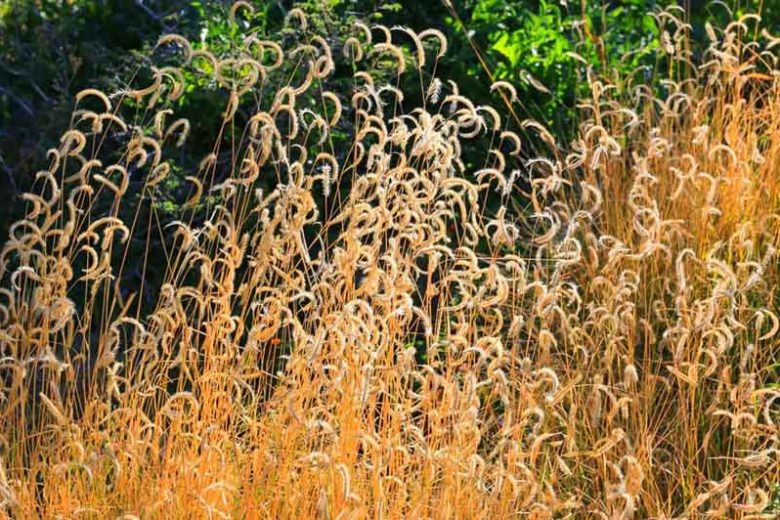 Bouteloua gracilis, Blue Grama, Blue Grama Grass, Mosquito Grass, Ornamental Grass, Perennial grass, Drought tolerant grass