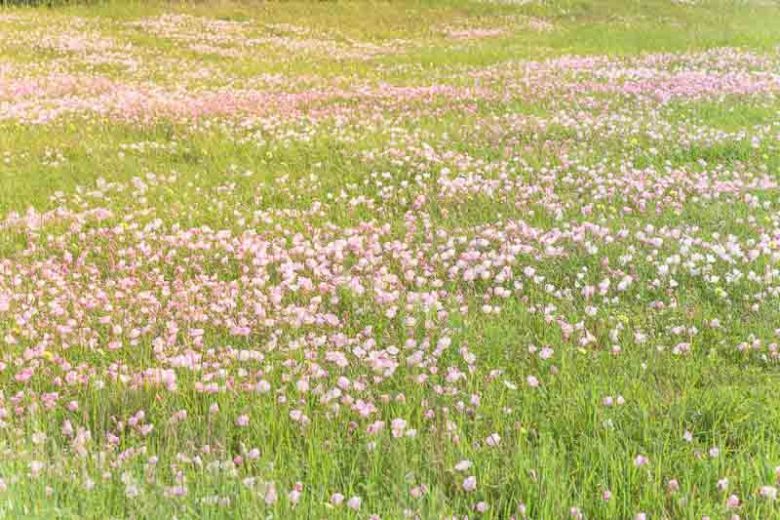 Oenothera Speciosa (Evening Primrose), Evening Primrose, Pink Ladies, White Evening Primrose, Pinkladies, Pink Evening Primrose, Showy Evening Primrose, Mexican Primrose, pink flowers, ground covers, grouncover, perennial ground cover